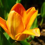 Beautiful flowers to enhance springtime gardens will be for sale.