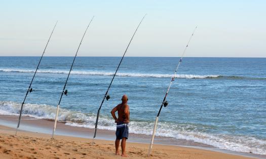 A fisherman on the beach surf fishing and four planted rods