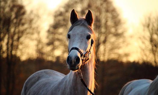 A light-colored thoroughbred against a bright sky in twilight