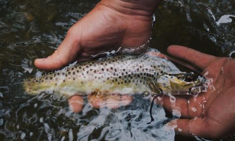 A man holds a fish in his hand. 