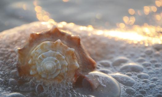 Currents push a shell onto a shore. 