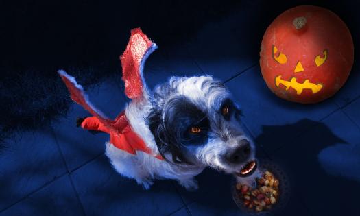 A black and withe dog in a devil costume with a jack-o-lantern in the back ground