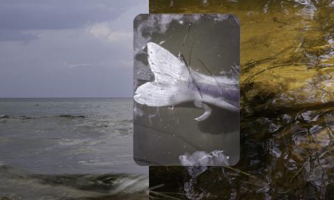 A sample section of art created by Dawn Roe for her "Descent — An Atlas of Relation" exhibit