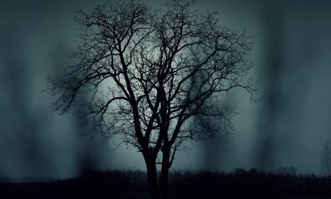 Two trees, in a park during a dark night