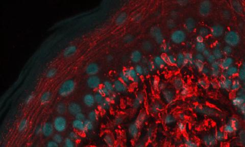 Artwork from a graduate student at University of Florida's Whitney Laboratory featuring a microscopic view