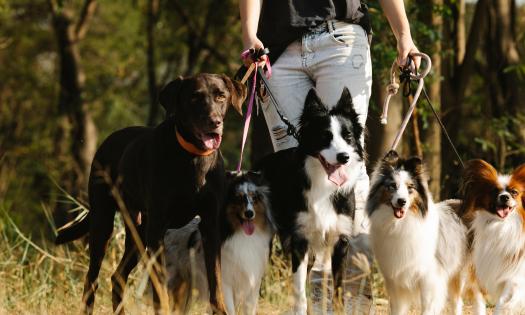 One person with five leasted dogs standing in a field near woods