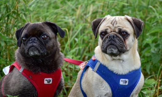 Two pugs sitting in the grass