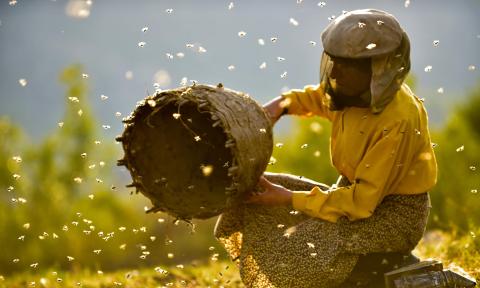 A scene of a beekeeper in the film, "Honeyland"