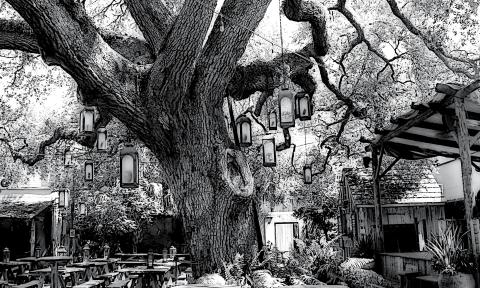 The magestic oak at Colonial Oak Music Quarter