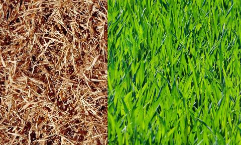 Brown grass on the left and green grass on the right