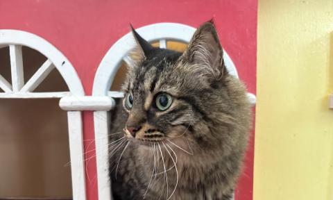 A cat exiting a red cathouse at Witty Whisker