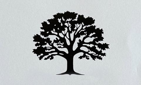 A shadow of a tree