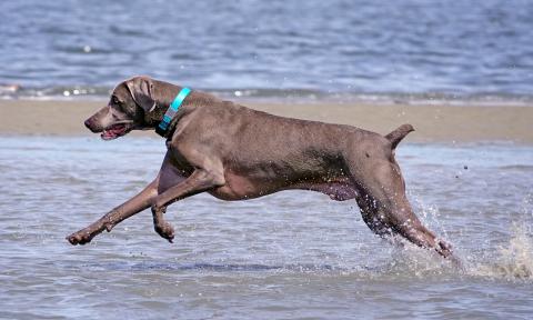 Local dog Arlo, running the water along the beach