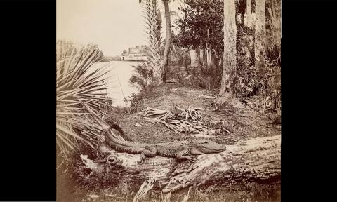 A photo of an aligator on a log, taken by Hugo Meyer in the 1800s