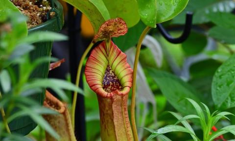 A red and green pitcher plant among greenery