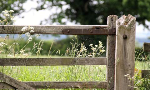 A weathered wooden fence, in the foreground with tall grasses and trees behind