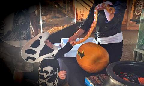 The St. Augustine Alligator Farm will host three evenings of trick-or-treating Oct. 22–24, 2021.