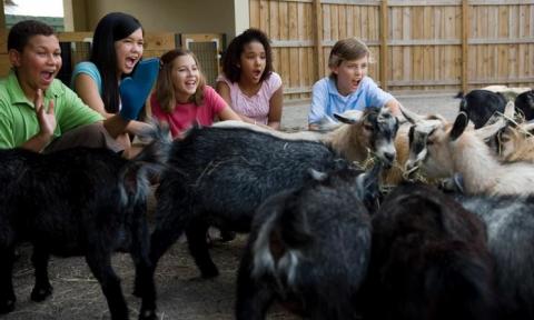 Kids enjoying the petting zoo at the St. Augustine Spring Fling.