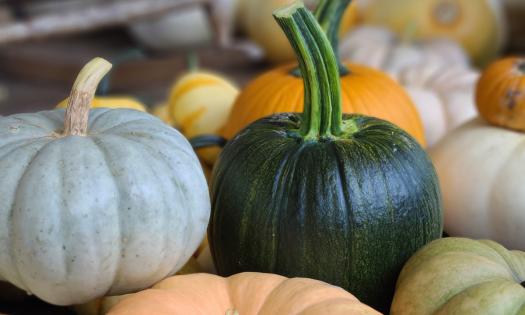 Pumpkins and squash can be picked at the Pumpkin Festival.