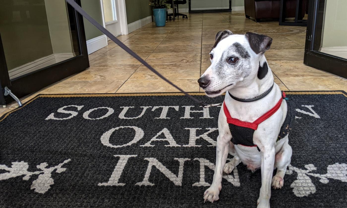 Bring your dog with you when you visit St. Augustine. Many local hotels have pet-friendly options.
