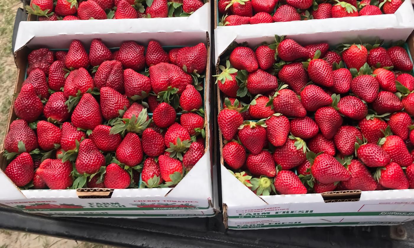 STRAWBERRIES GROWN FRESH PRODUCE FRUIT VEGETABLES PER POUND