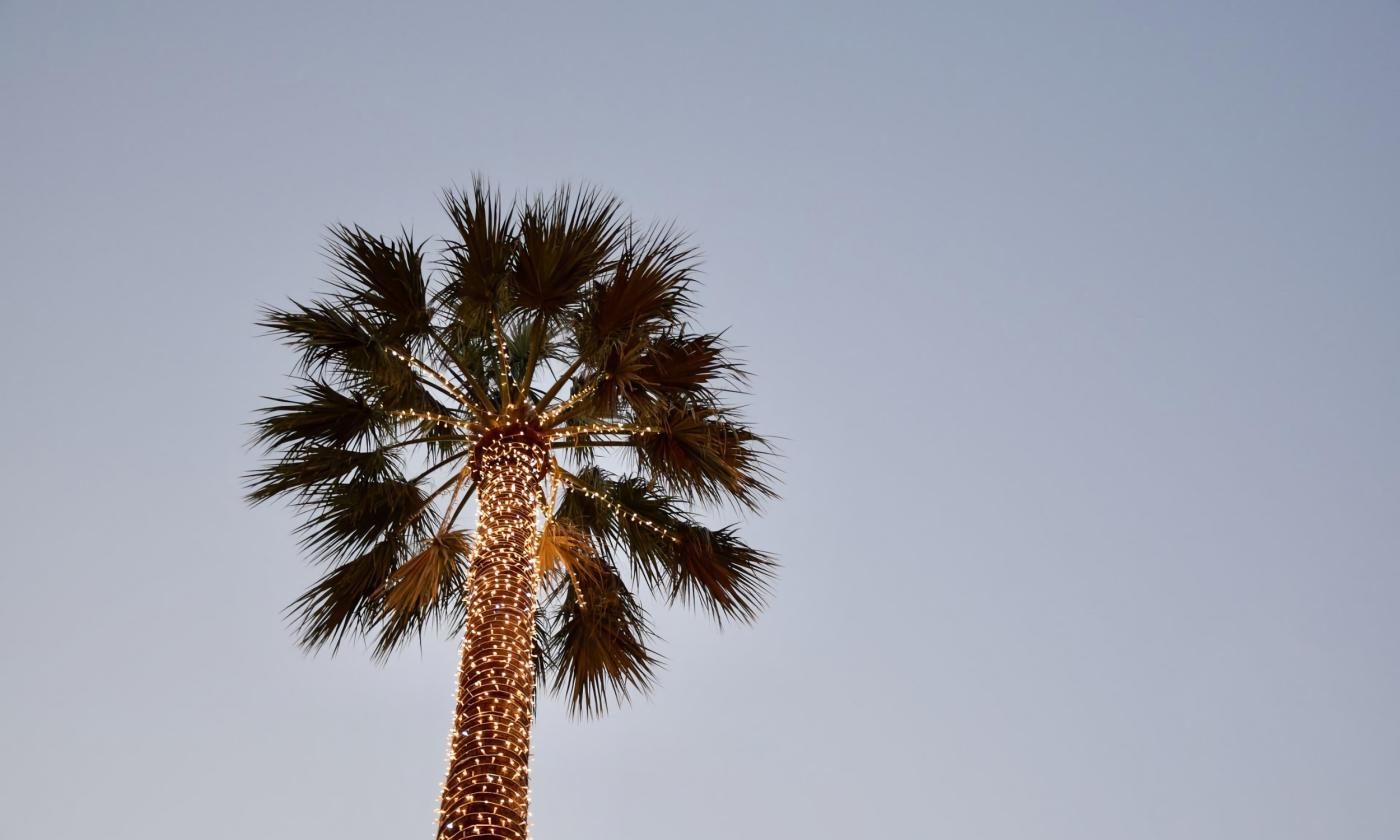 A palm tree, decorated with white lights for the holiday, and standing alone against a blue-grey sky