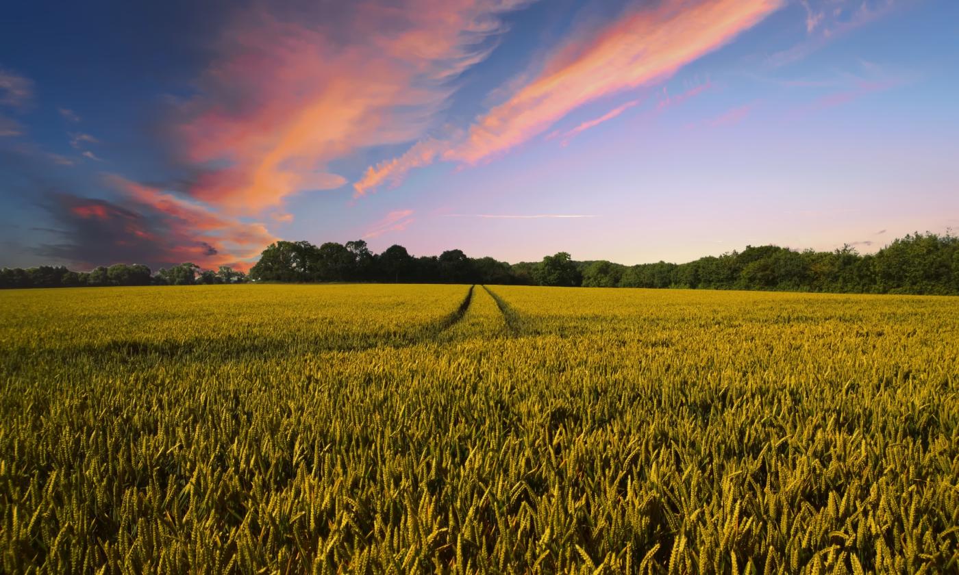 Breeze moves across farmland.