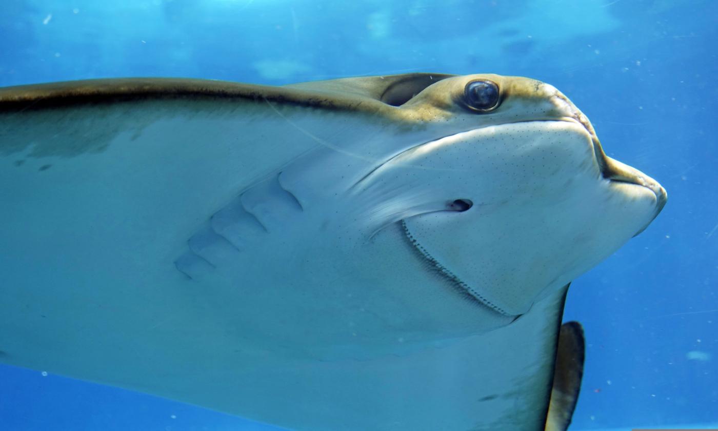 A smiling stingray greets guests from beneath the water. 
