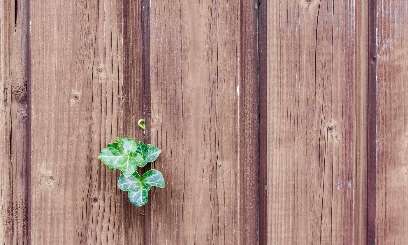 Fencing with ivy peeping through