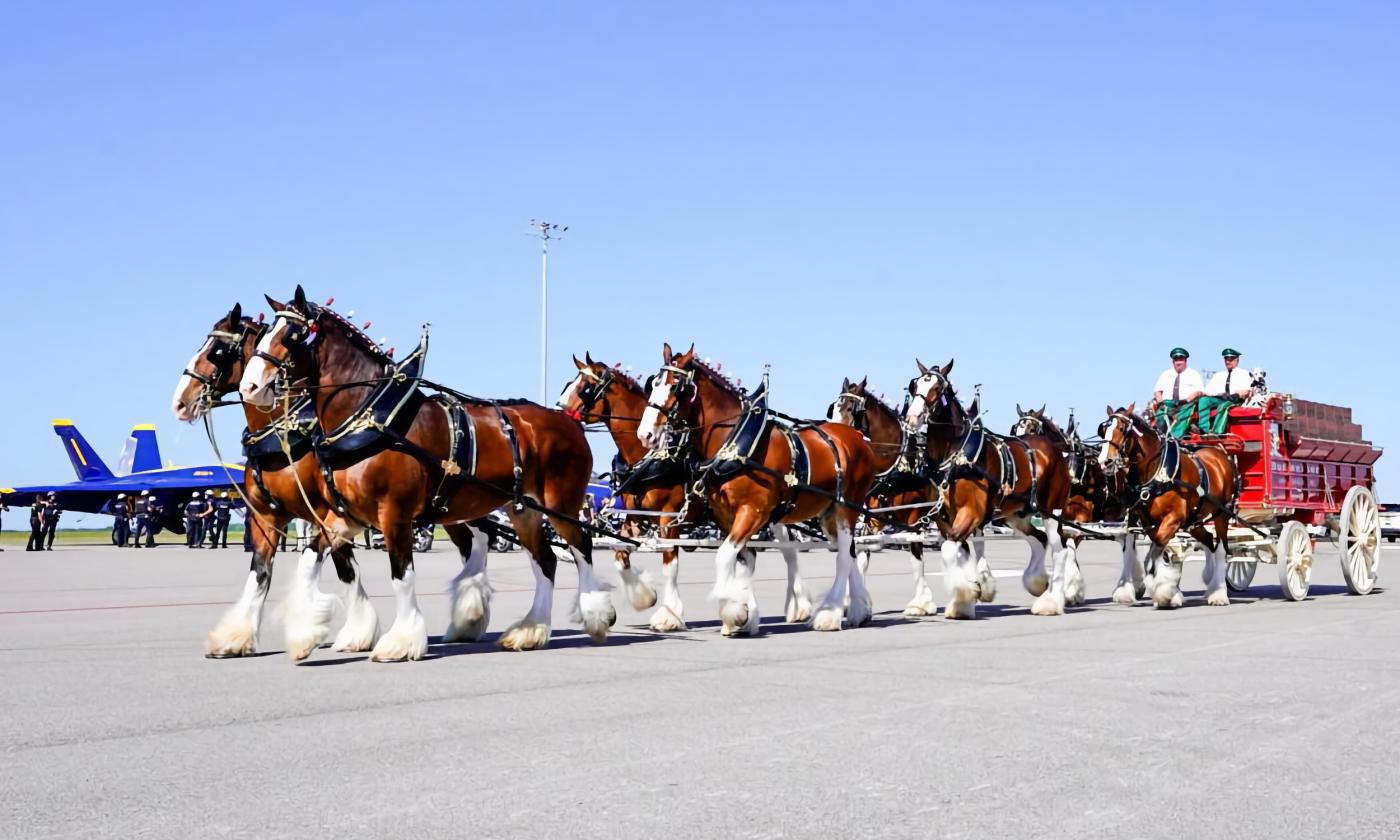 budweiser clydesdales tour