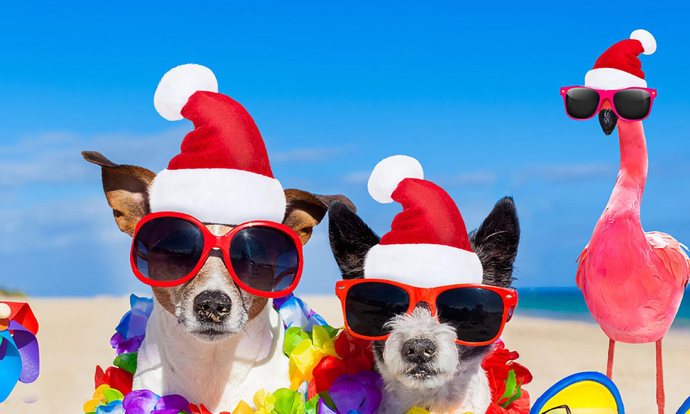Two dogs in sunglasses, Santa hats, and leis, on the beach
