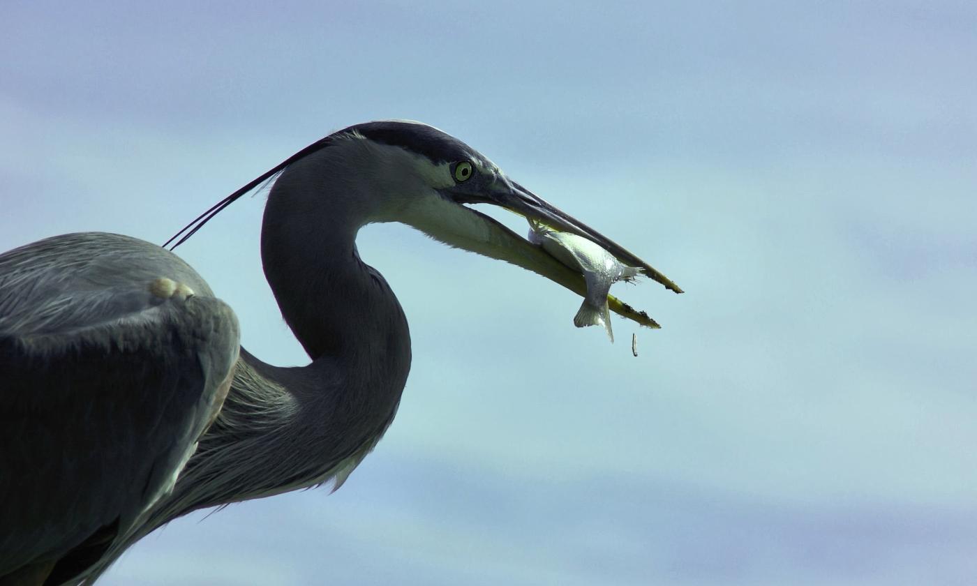 A great blue heron with a fish, against a cloudy, grey sky. 