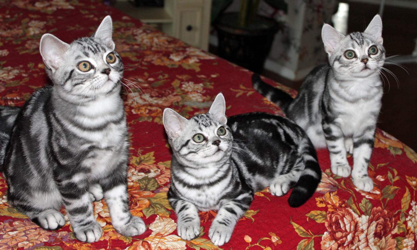 Three kittens sit on a colorful blanket.