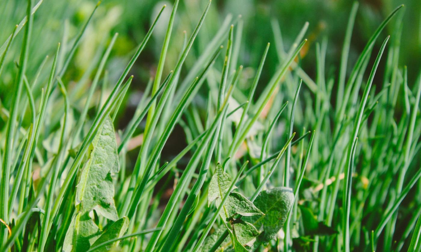 Green weeds grow in a field. 