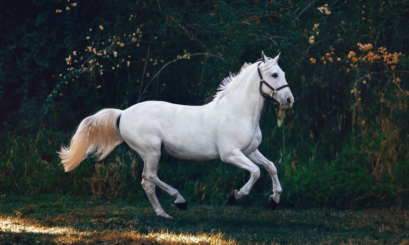 A white horse runs across grassland.