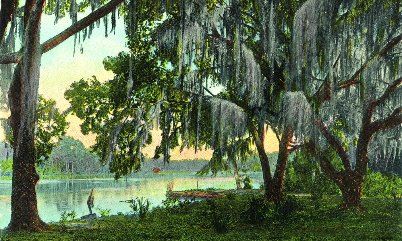 An old postcard, showing a live oak tree covered in river moss, along a river