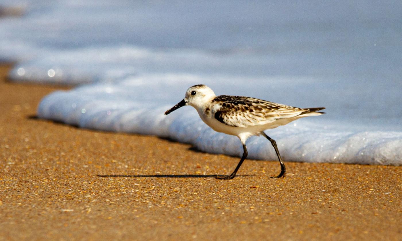 A bird walks past water and steps on sand. 