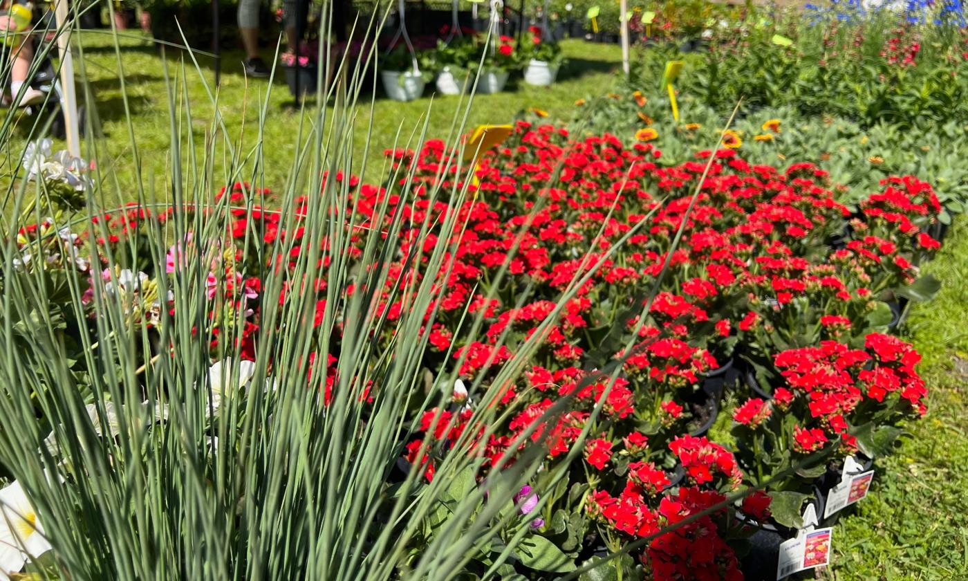 A spray of ornamental grasses and red-potted flowers at the Flower and Garden Show in St. Augustine