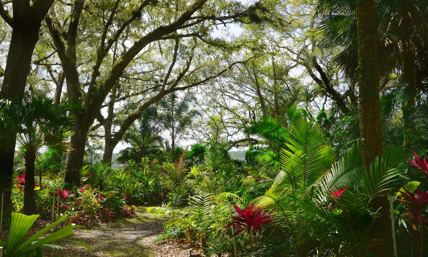 A path among live oak trees, flowering plants and ferns, in Hastings, Florida