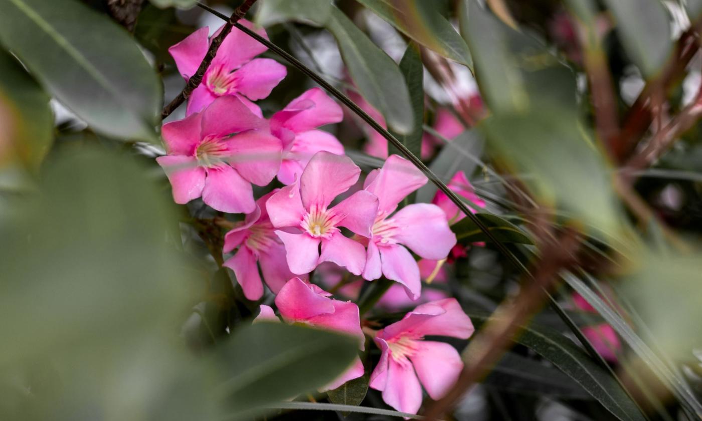 Flowering Shrubs grow in a bush