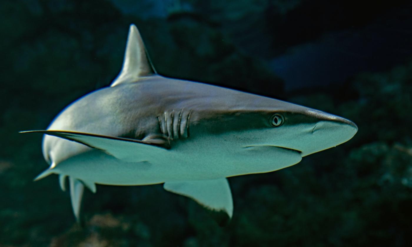 A small shark swims in dark ocean water while keeping its eyes and its mouth slightly open