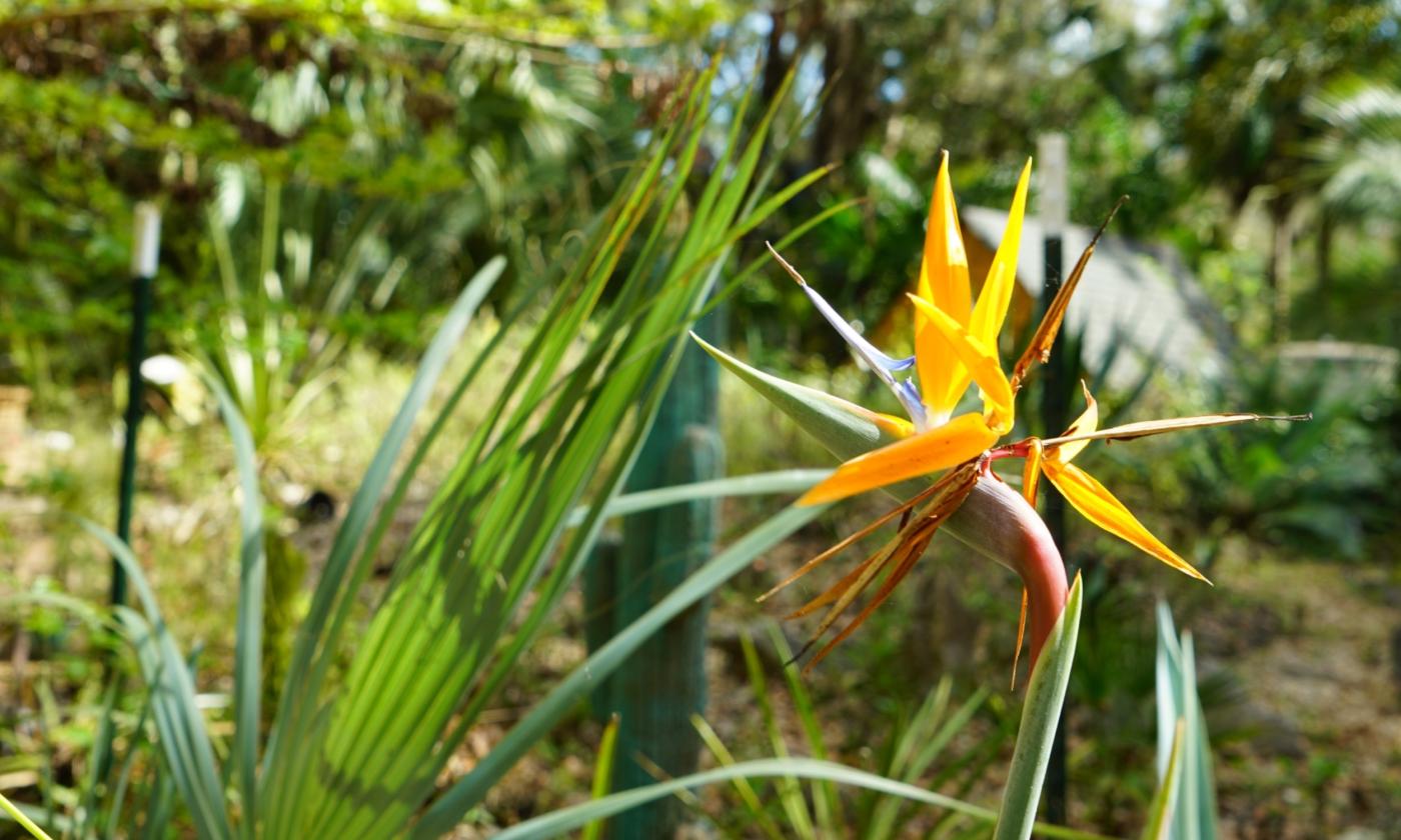 A Bird of Paradise blossom on a summer day at the botanical gardens and nature preserve in Hastings