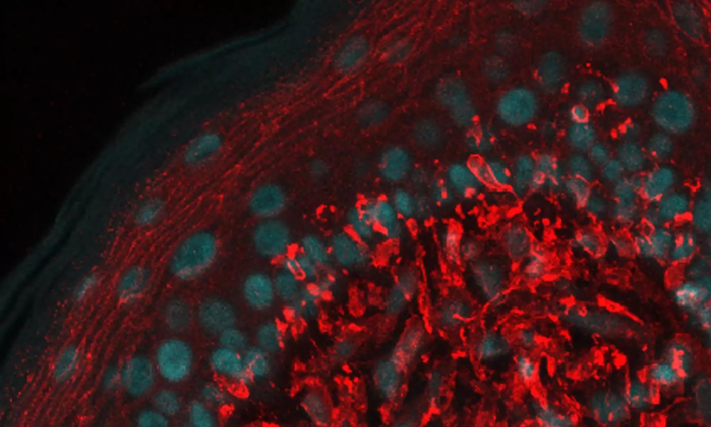 Artwork from a graduate student at University of Florida's Whitney Laboratory featuring a microscopic view
