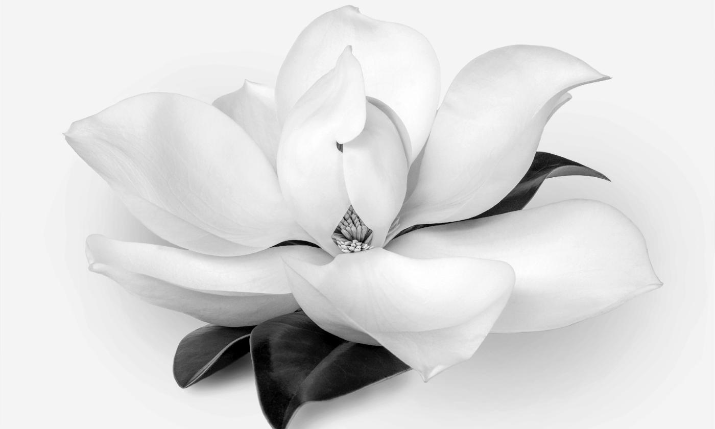 An art photo showing on magnolia blossom on a white background