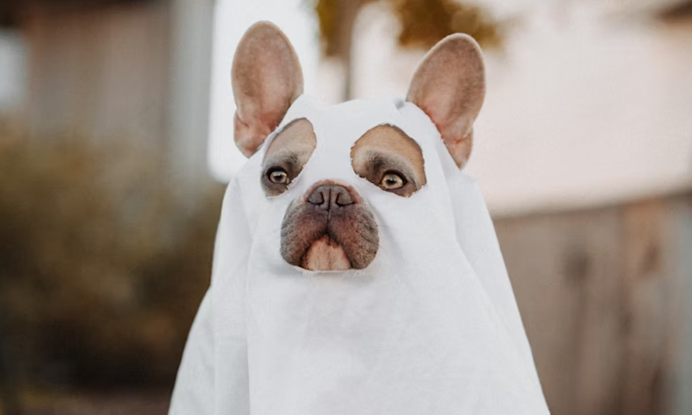 A dog wears a Halloween costume in front of a blurry backdrop with the colors of autumn.