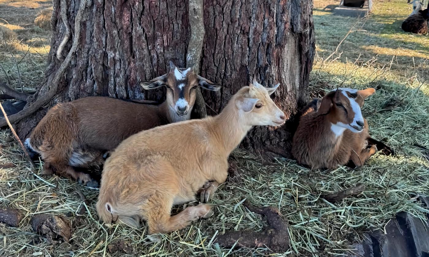 Goats laying under a tree