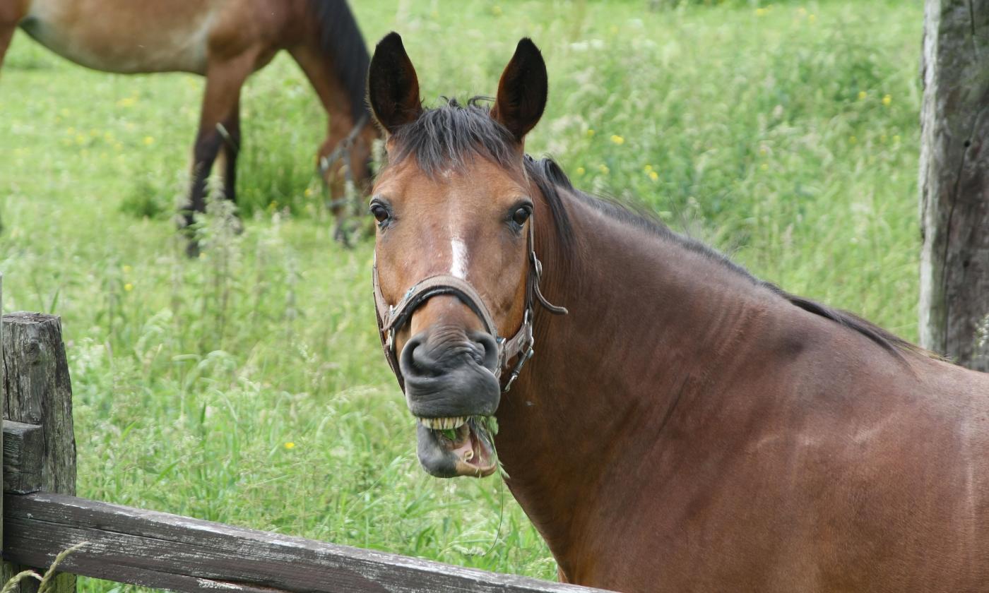 A laughing horse in a green pasture