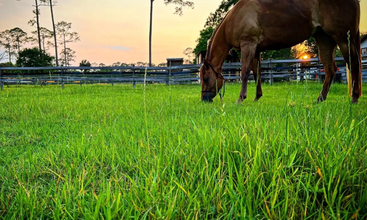 A horse eating grass