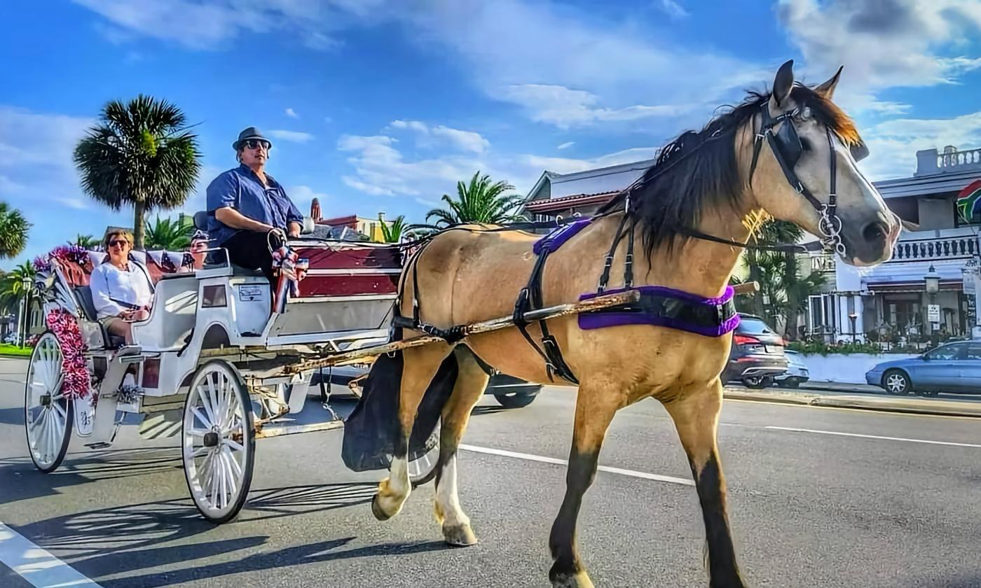 A horse-drawn carriage along the bayfront