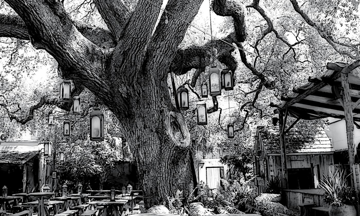 The magestic oak at Colonial Oak Music Quarter